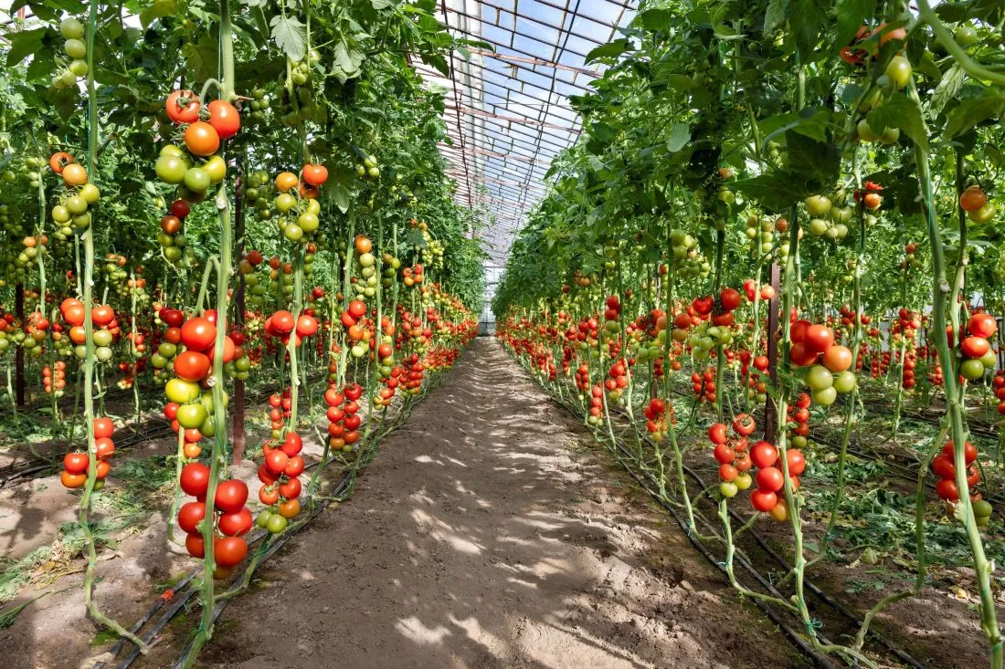 serre agricole