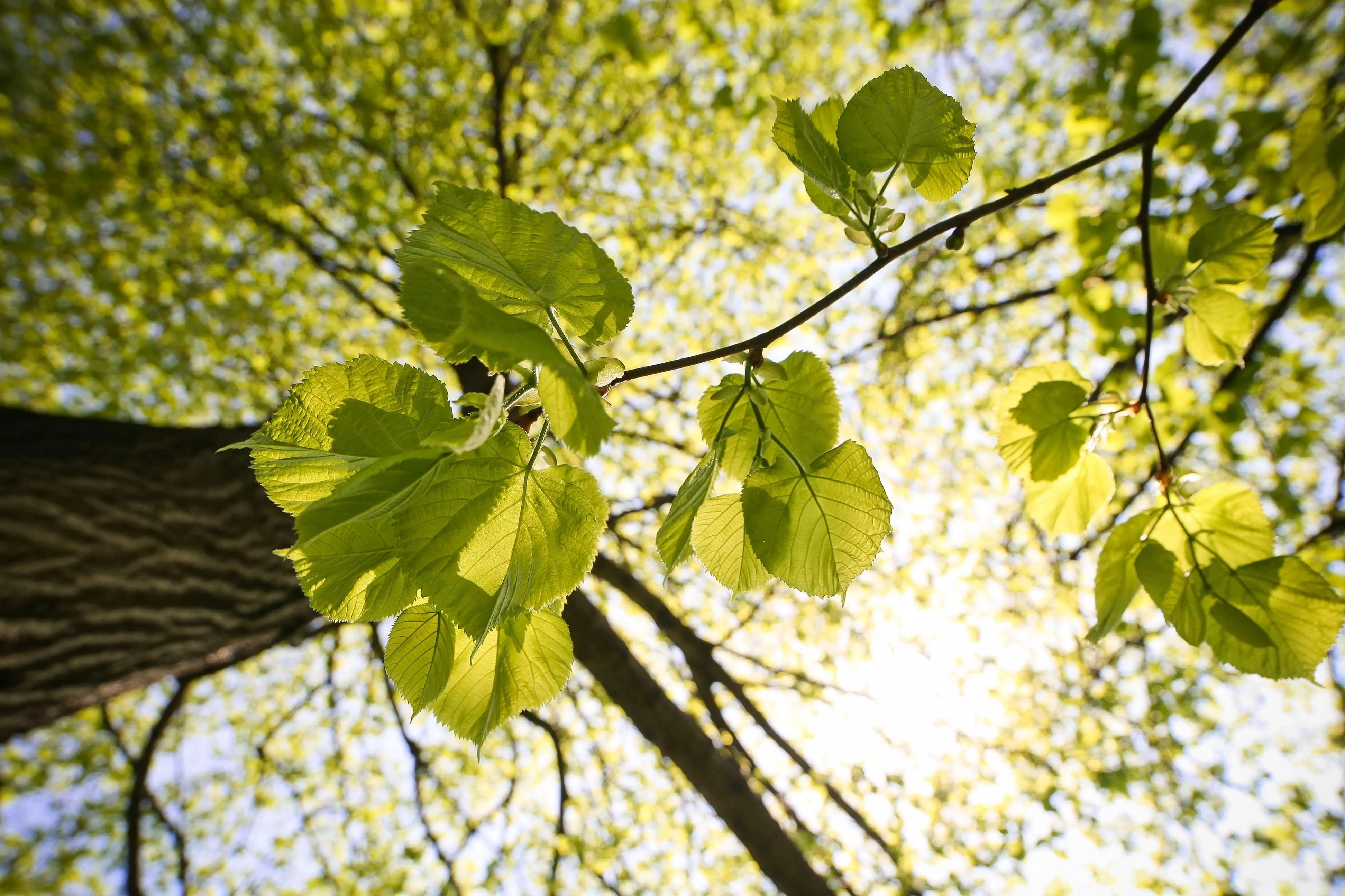 Feuille