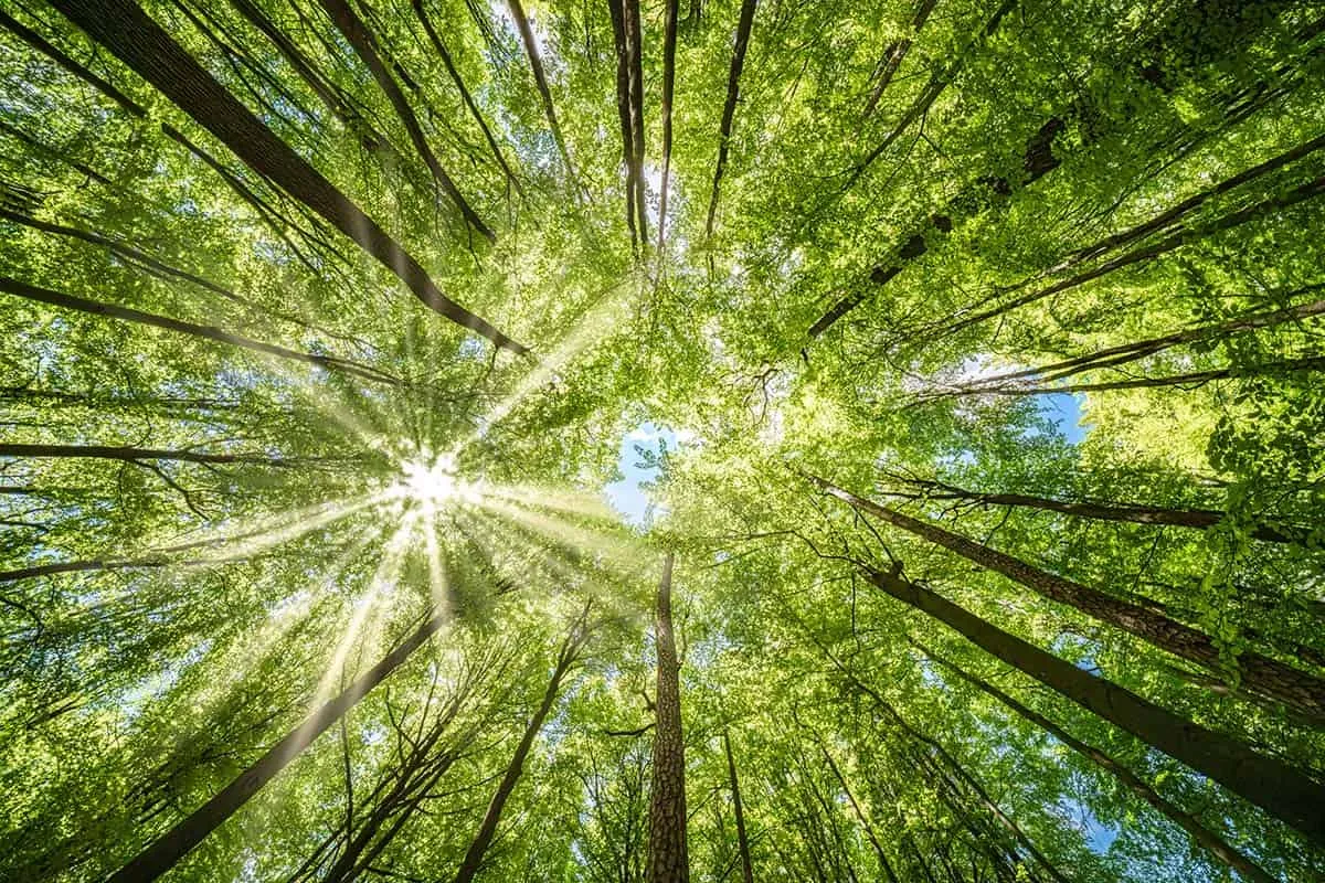 Forêt